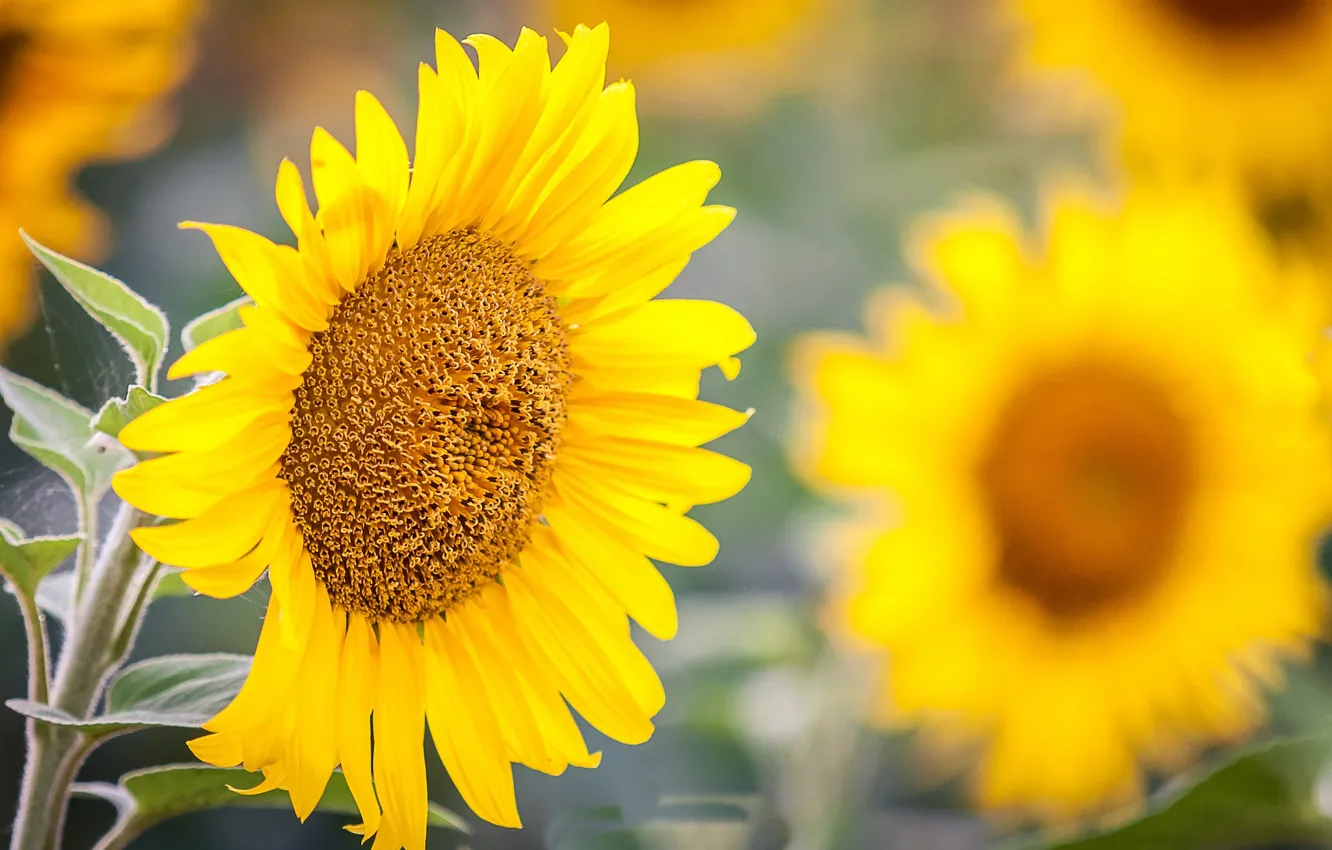 Photo wallpaper macro, sunflower, bokeh