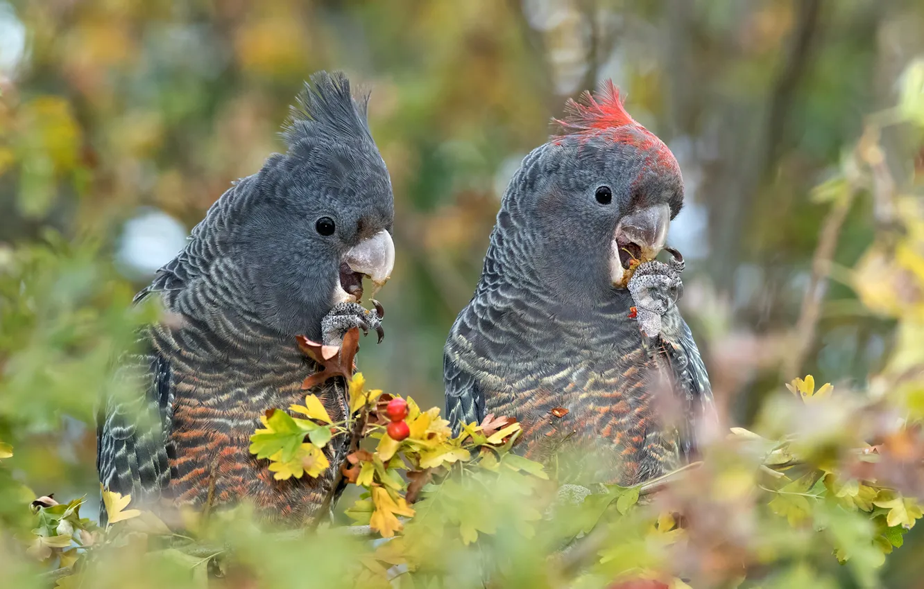 Photo wallpaper leaves, branches, berries, bird, two, fruit, parrot, pair