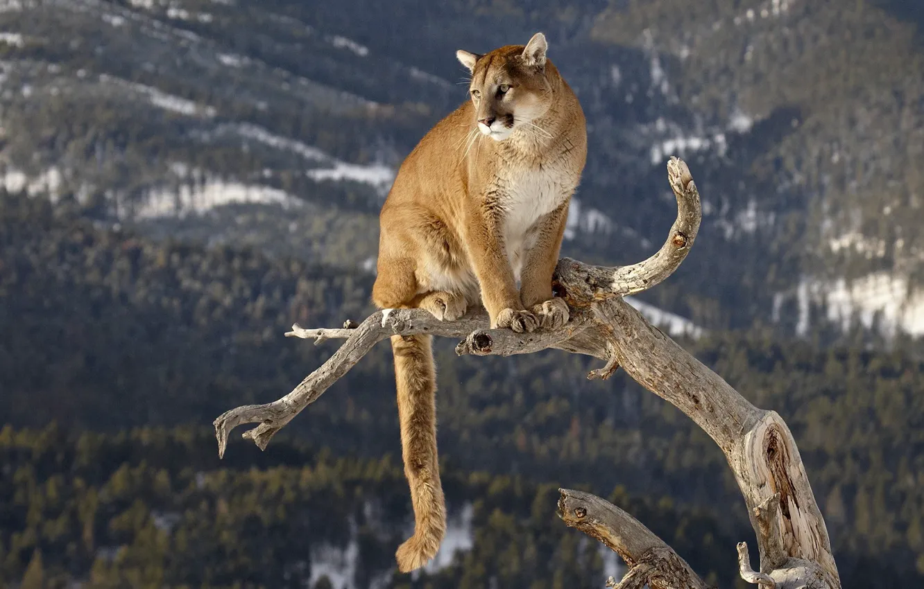 Photo wallpaper trunk, Puma, big cat, mountain lion