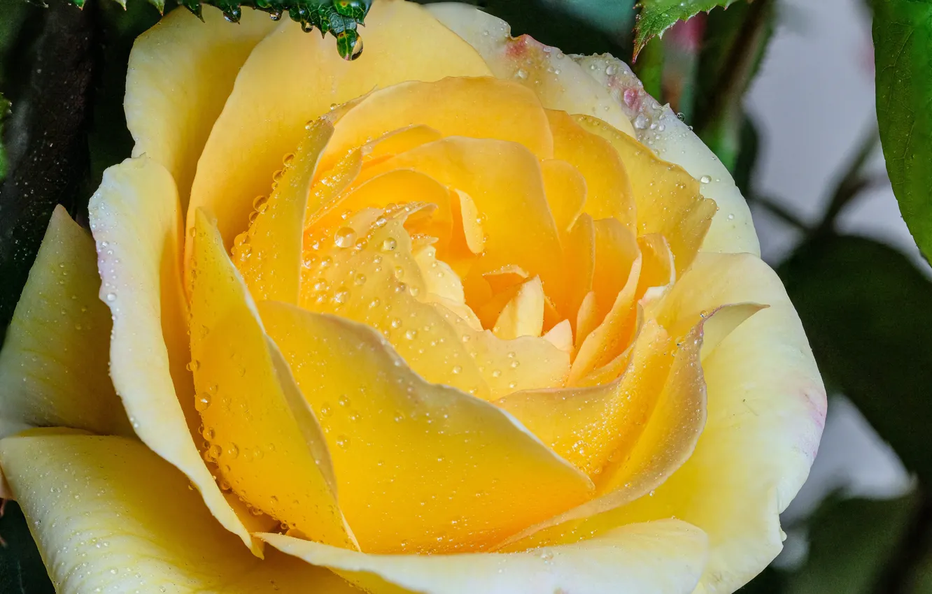 Photo wallpaper drops, macro, roses, buds