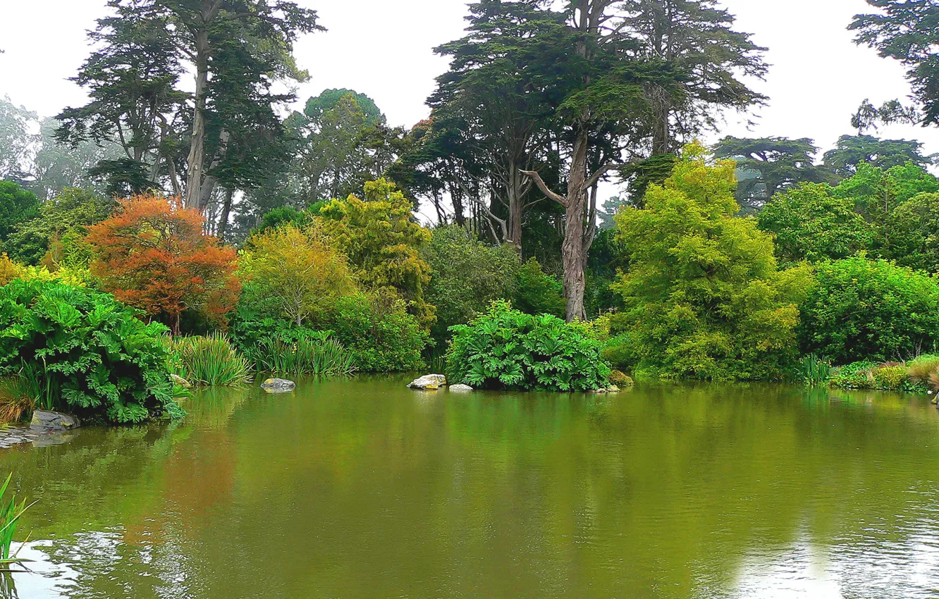 Photo wallpaper trees, pond, Park, San Francisco, Botanical garden, Botanical Garden, Golden Gate Park