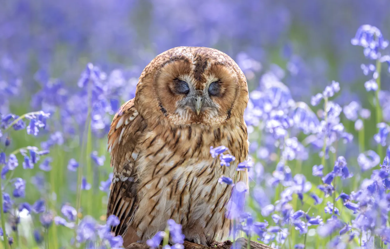 Photo wallpaper flowers, nature, owl, bird, glade, sleep, sleeping, bells