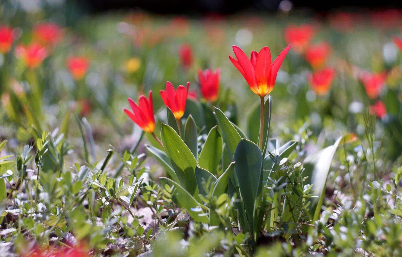 Photo wallpaper light, flowers, spring, tulips, red, flowerbed, bokeh