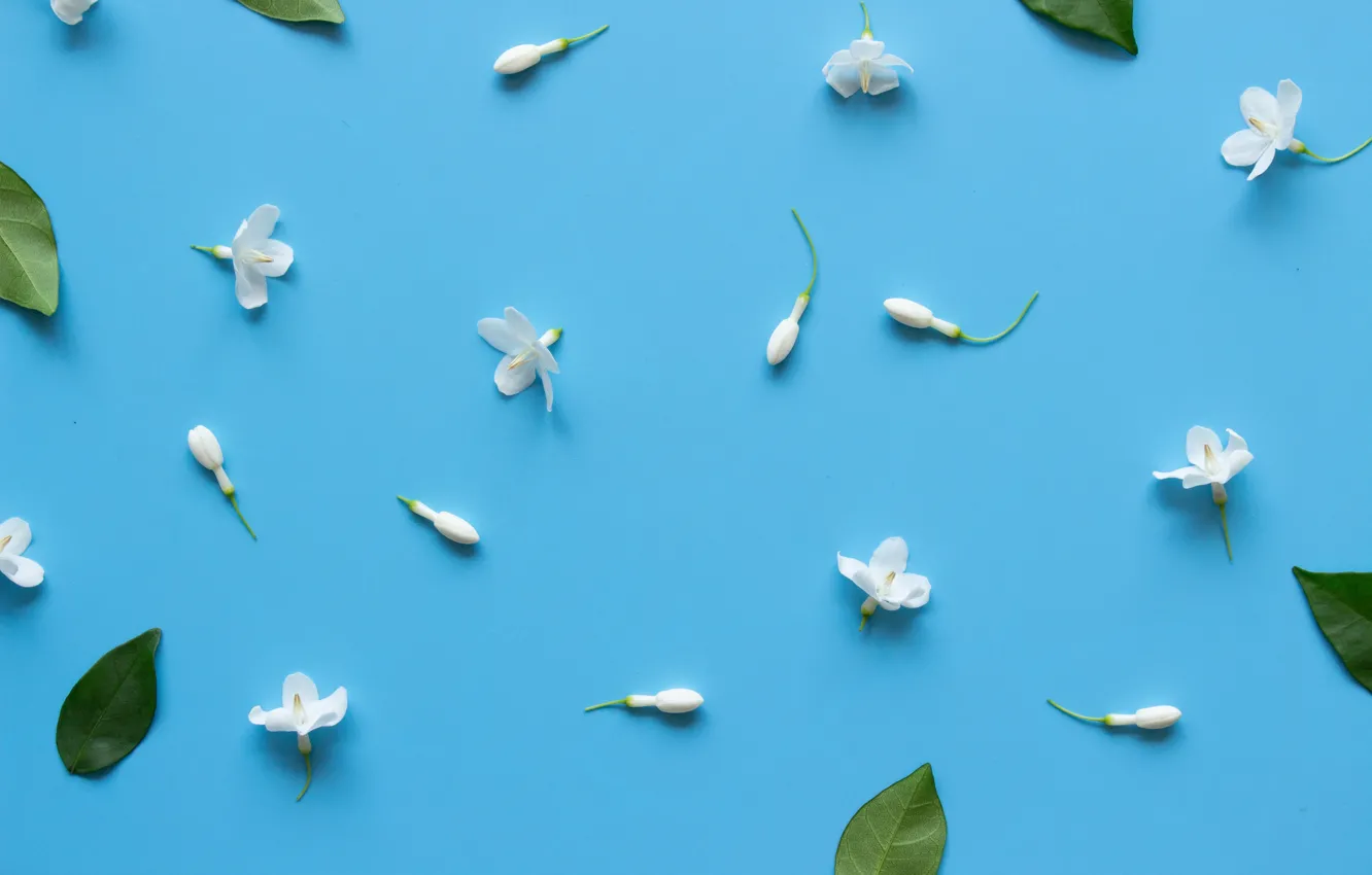 Photo wallpaper flowers, background, white, white, flowers, tender