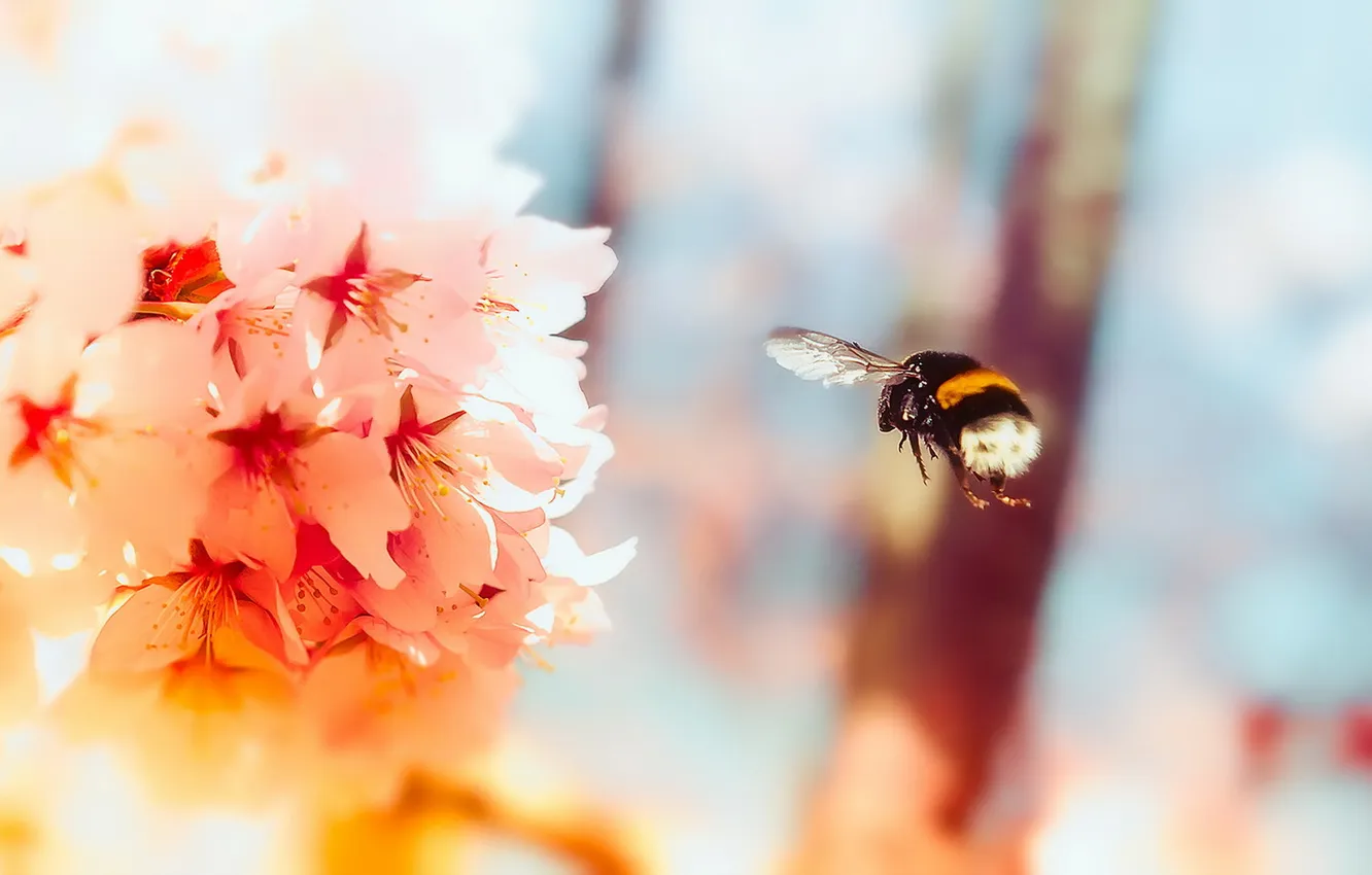 Photo wallpaper flower, summer, bumblebee