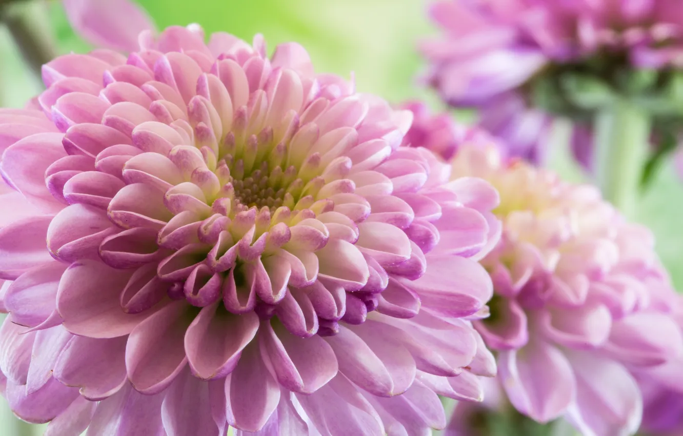 Photo wallpaper flowers, petals, bokeh