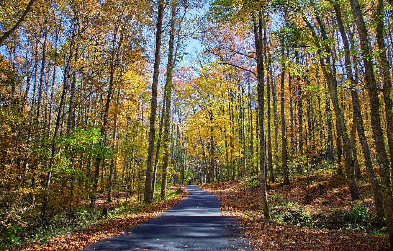 Photo wallpaper road, autumn, forest, trees