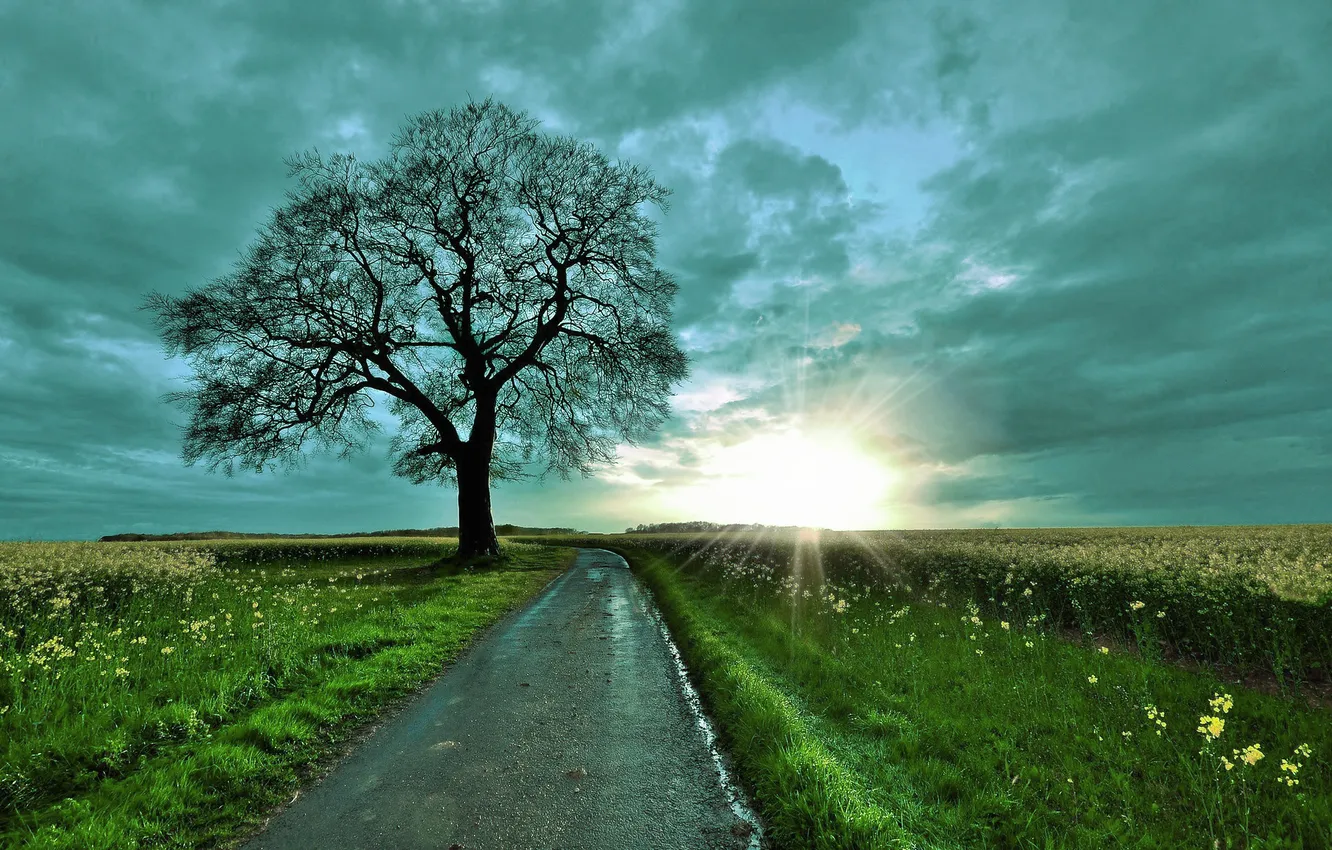 Photo wallpaper road, field, trees