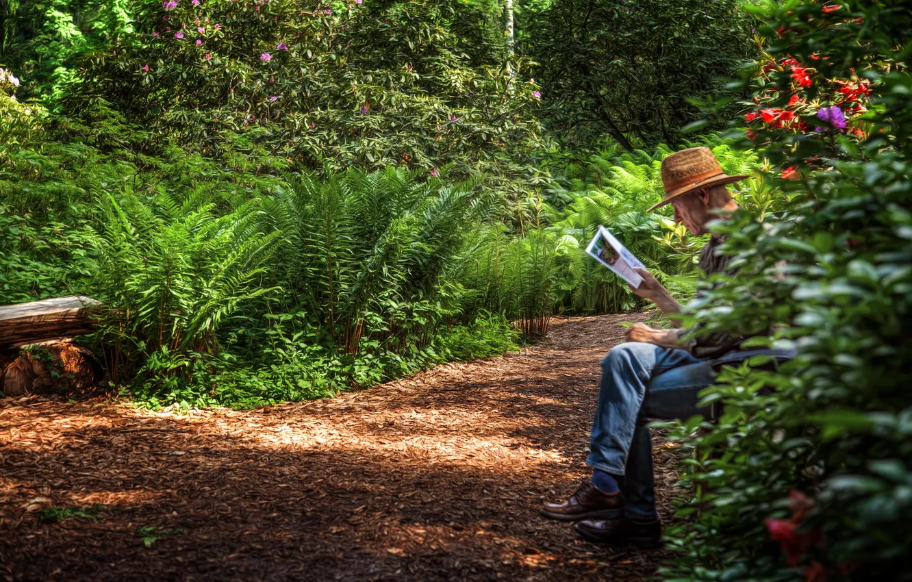 Photo wallpaper nature, track, fern
