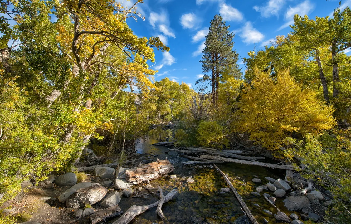 Photo wallpaper trees, landscape, river