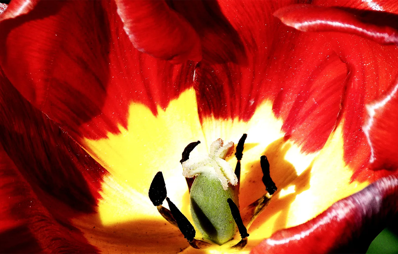 Photo wallpaper flowers, Tulip, spring