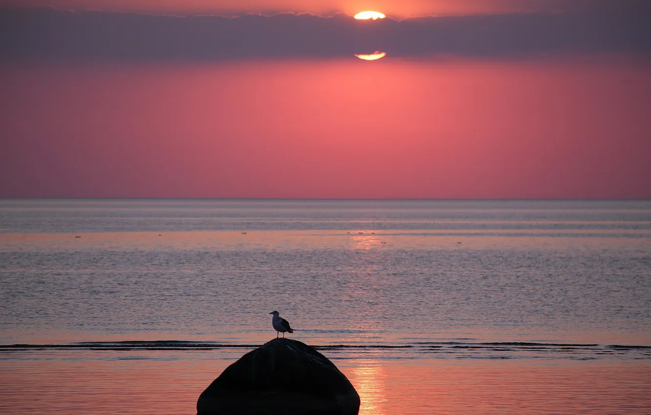 Photo wallpaper sea, sunset, bird