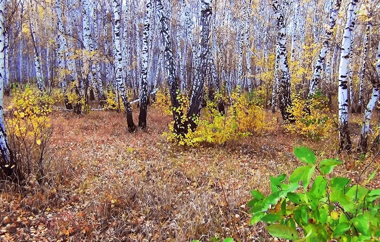 Photo wallpaper autumn, forest, birch, Siberia, plane