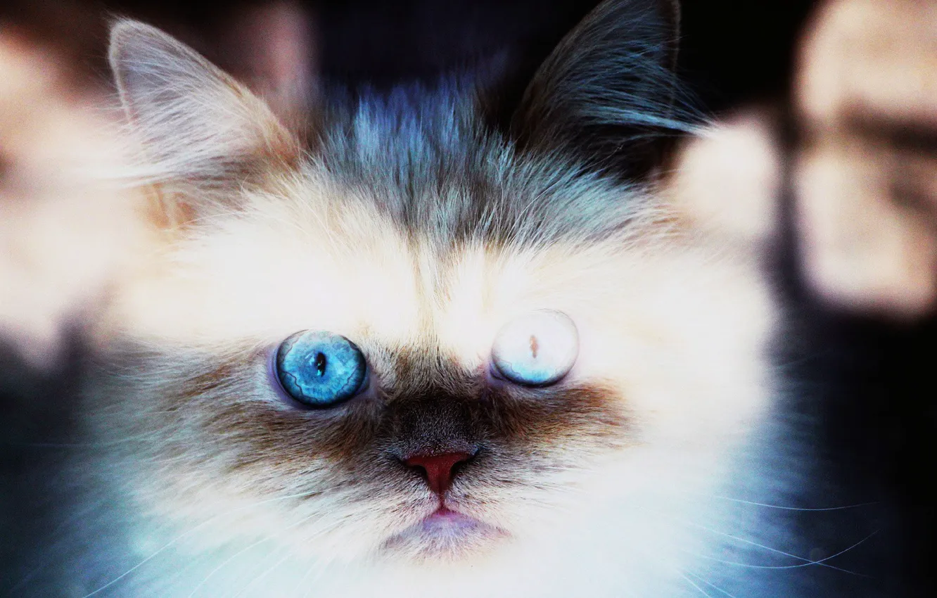 Photo wallpaper kitten, blue, blue eyes, Cat, animal, bright, pet, fur