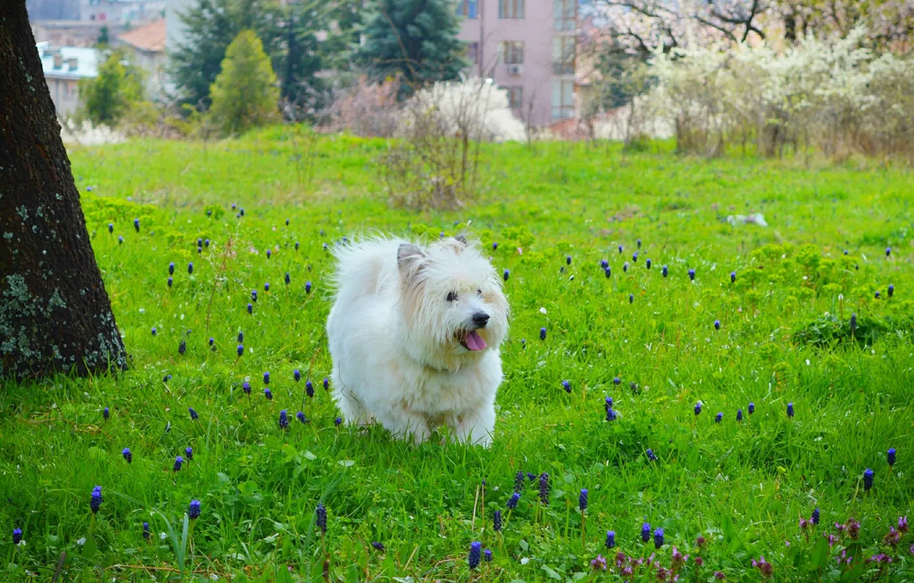 Photo wallpaper Grass, Dog, Dog, Grass, The West highland white Terrier
