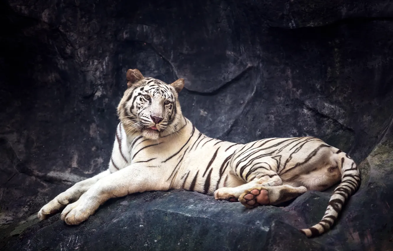 Photo wallpaper tiger, stones, predator, lies, white tiger, resting, bokeh