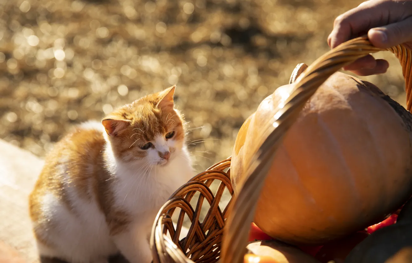 Photo wallpaper cat, cat, pumpkin