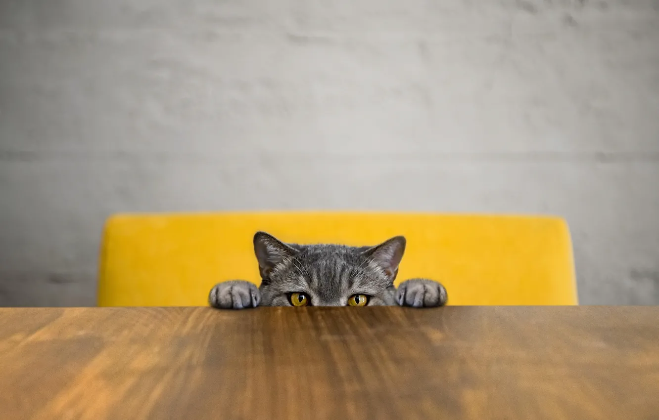 Photo wallpaper cat, cat, table, chair, Peeps