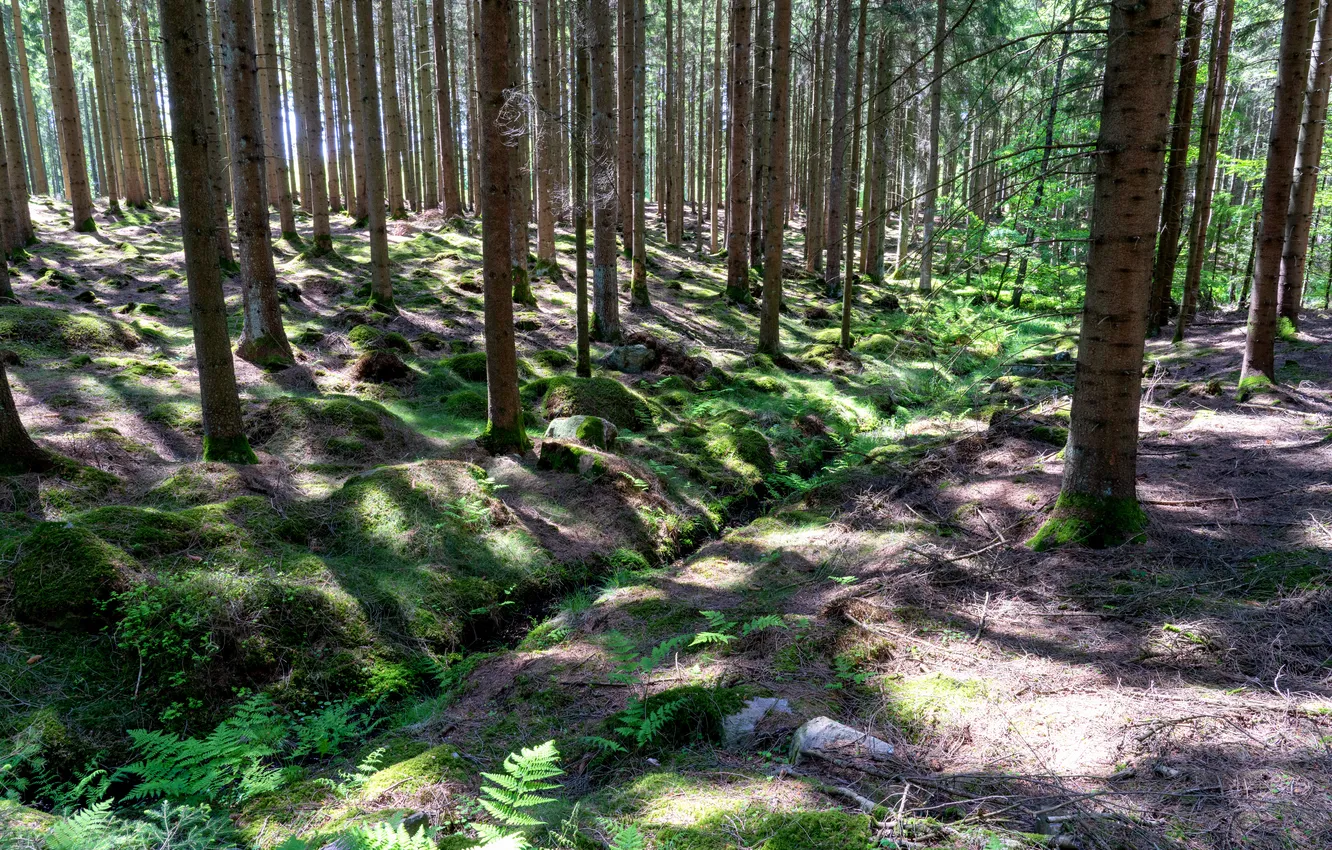 Photo wallpaper forest, trees, moss, shadow
