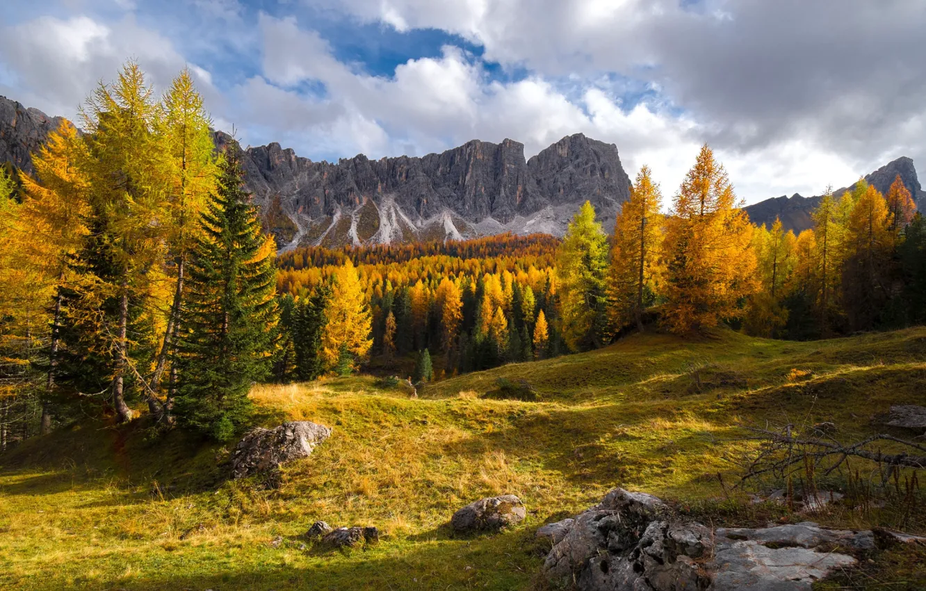 Photo wallpaper autumn, forest, trees, the colors of autumn