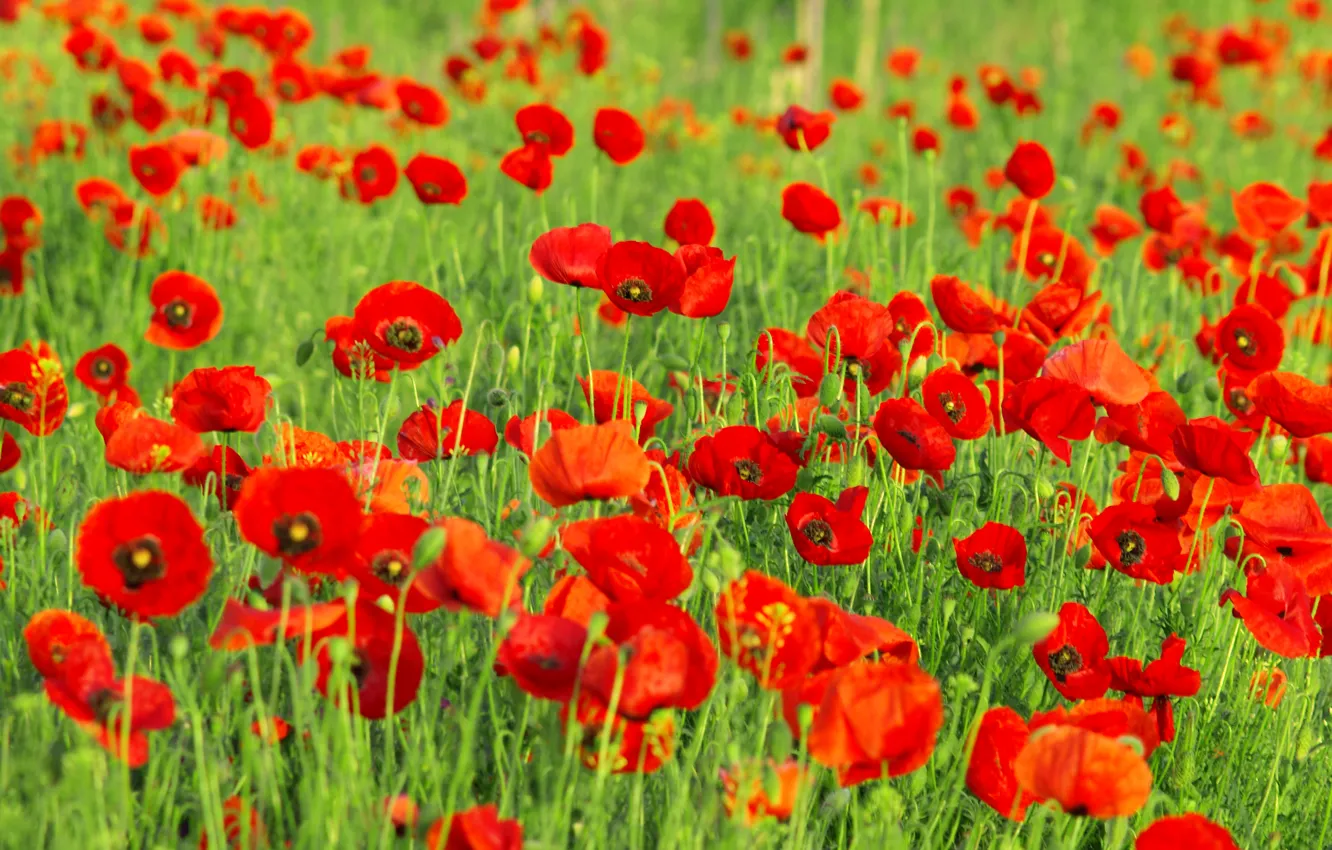 Photo wallpaper greens, field, grass, flowers, red, nature, glade, Maki