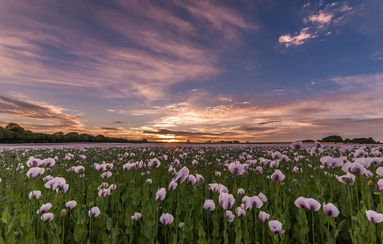 Photo wallpaper the sky, flowers, Maki, pink