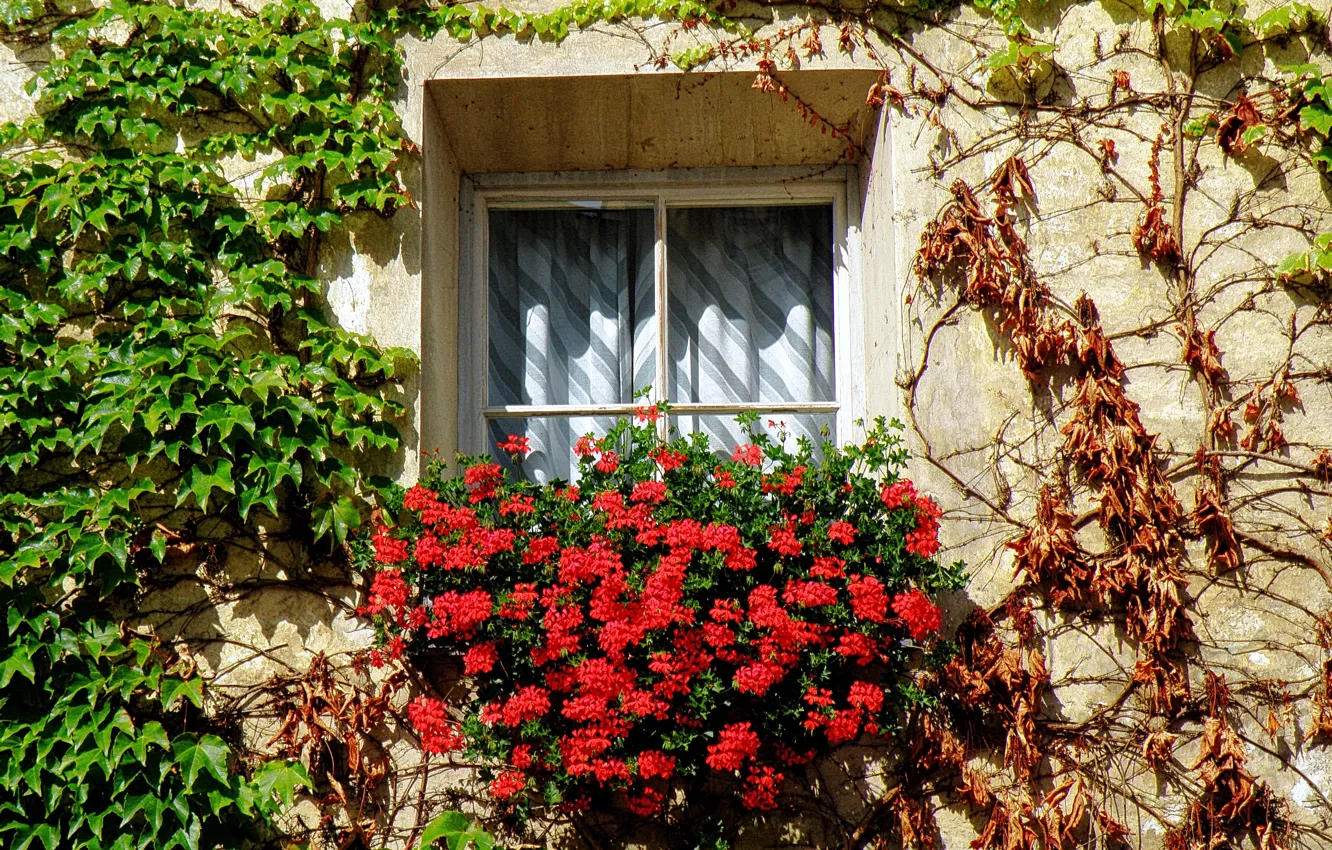 Photo wallpaper flowers, plants, Window, Italy, flowers, Italia, finestra