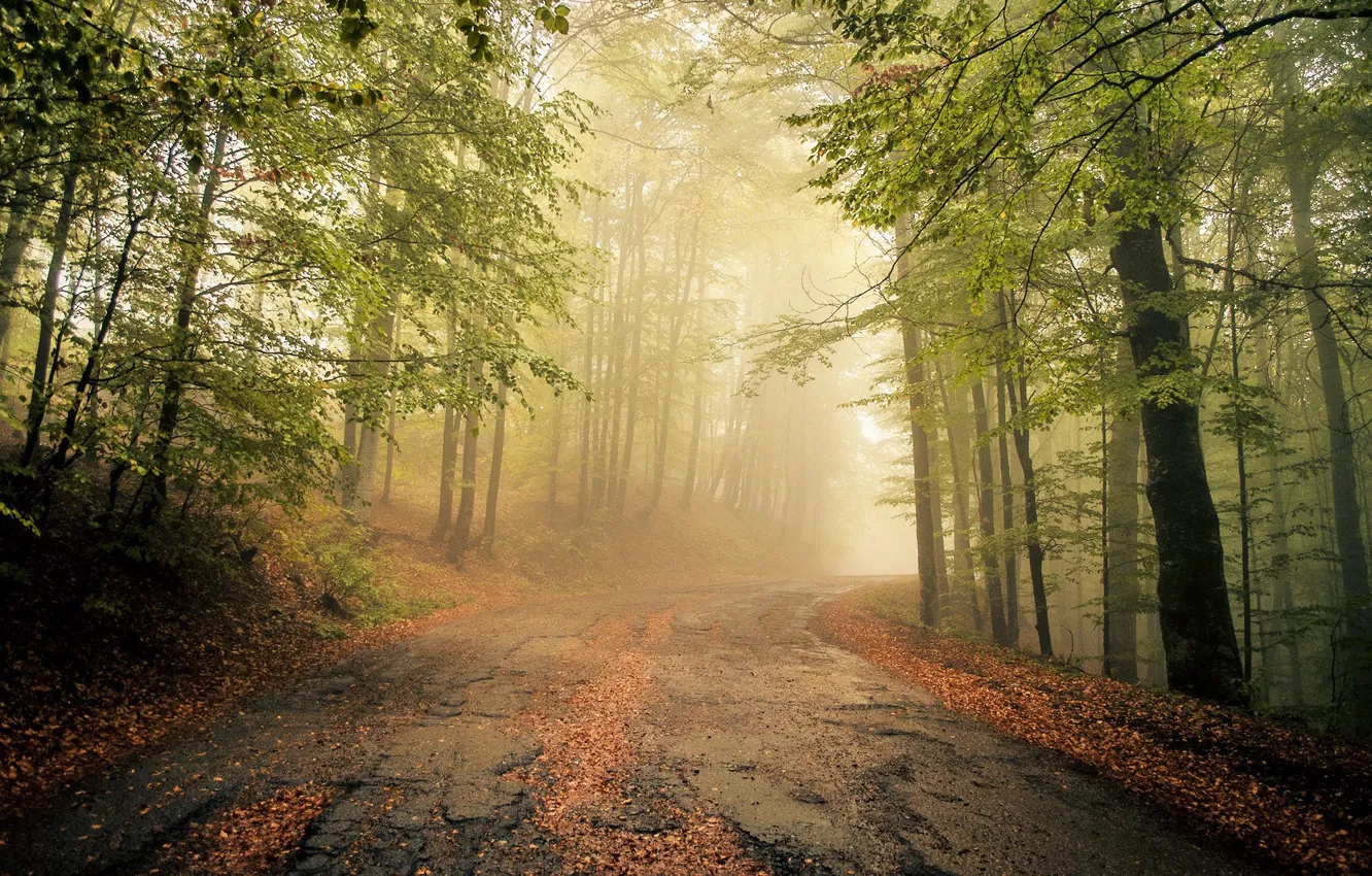 Photo wallpaper autumn, asphalt, trees, fog