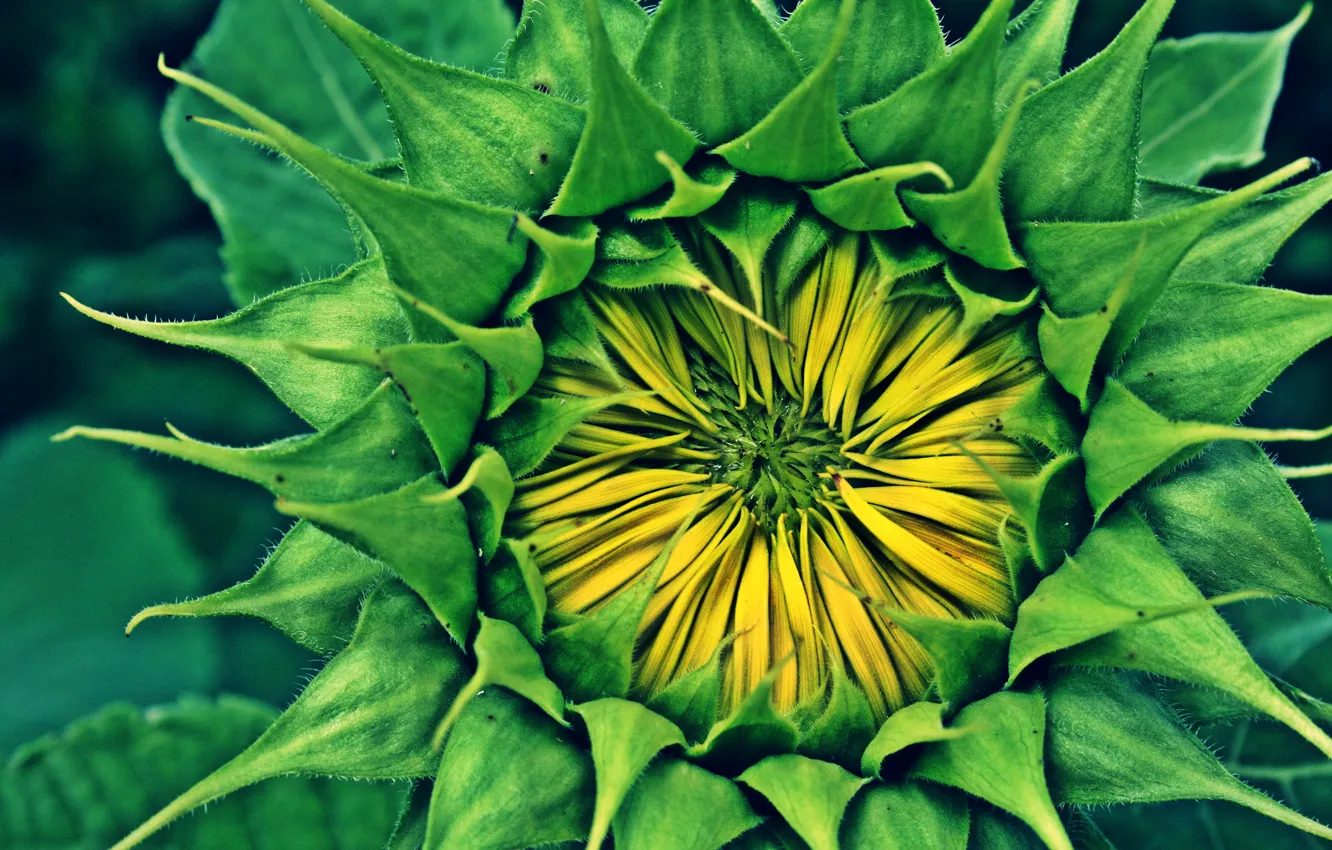 Photo wallpaper sunflowers, flowers, green, plant