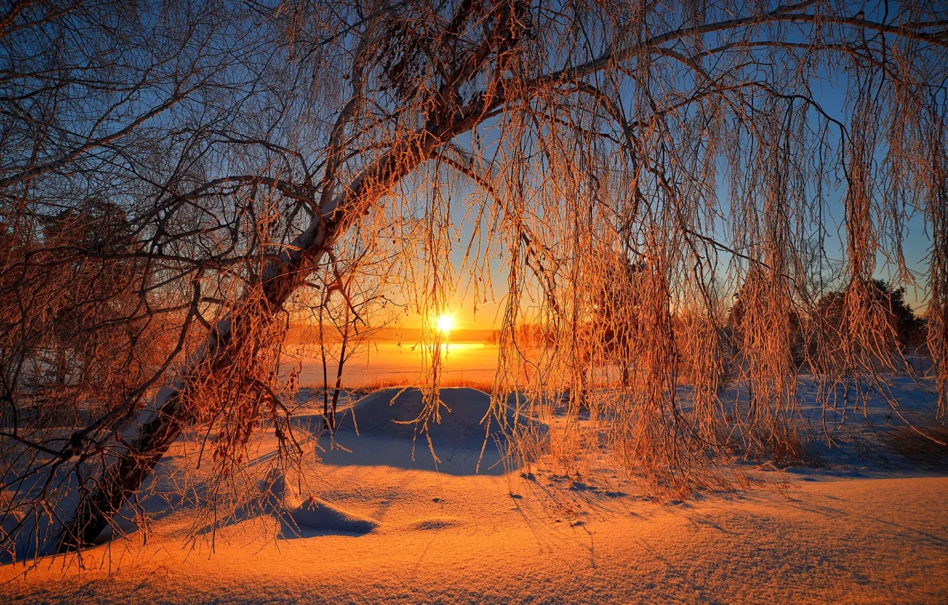 Photo wallpaper winter, the sky, the sun, snow, trees, landscape, nature, sunrise