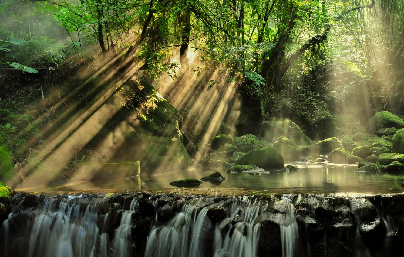 Photo wallpaper forest, rays, light, trees, landscape, nature, stream, stones