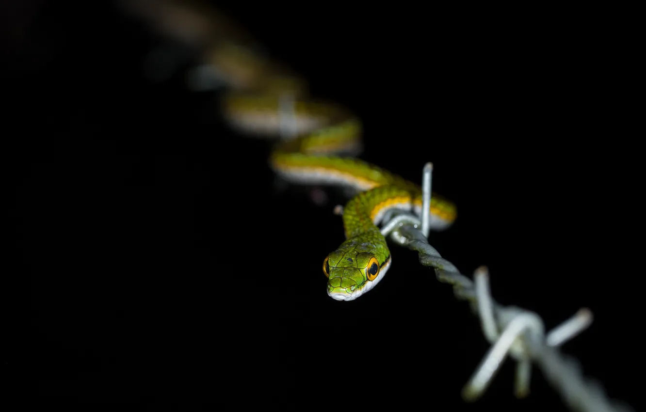 Photo wallpaper night, nature, snake, reptile, cold-blooded animal