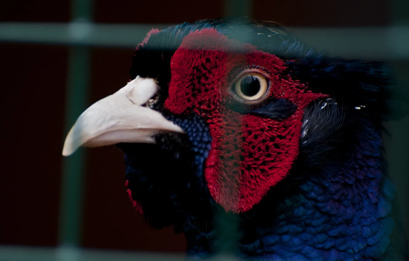 Photo wallpaper nature, bird, animals, pheasant, game