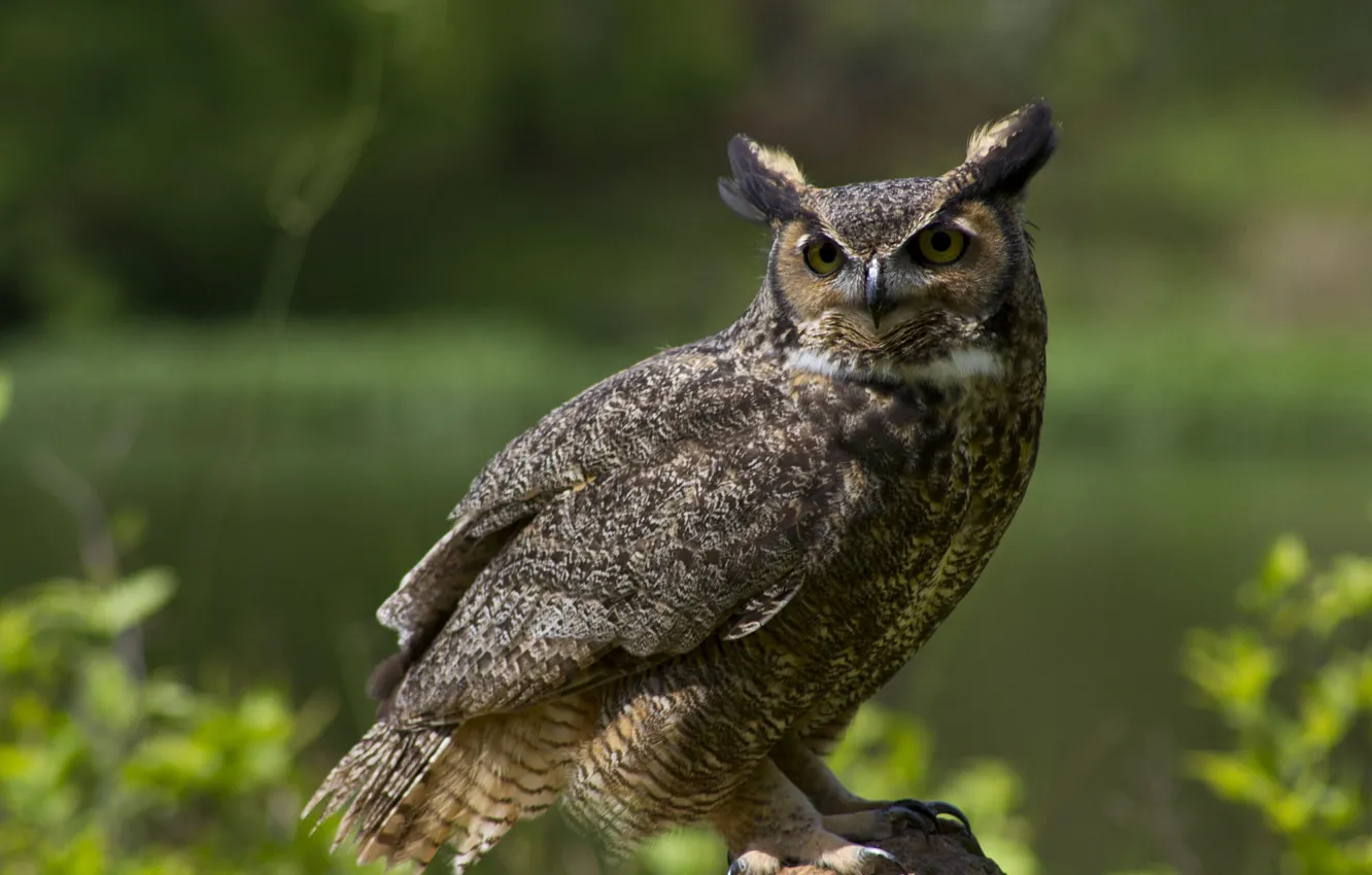 Photo wallpaper owl, bird, owl