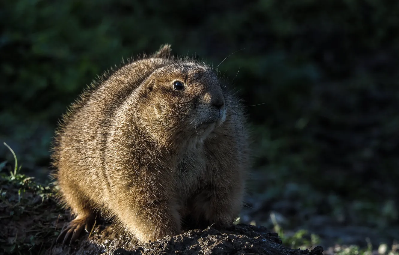 Photo wallpaper light, nature, the dark background, gopher, Prairie dog, chubby