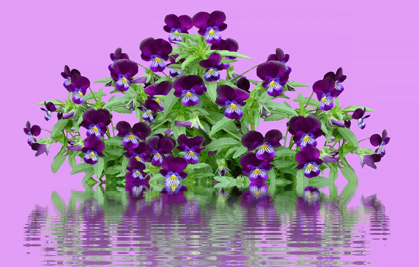 Photo wallpaper purple, leaves, water, flowers, reflection, treatment, Pansy, pink background