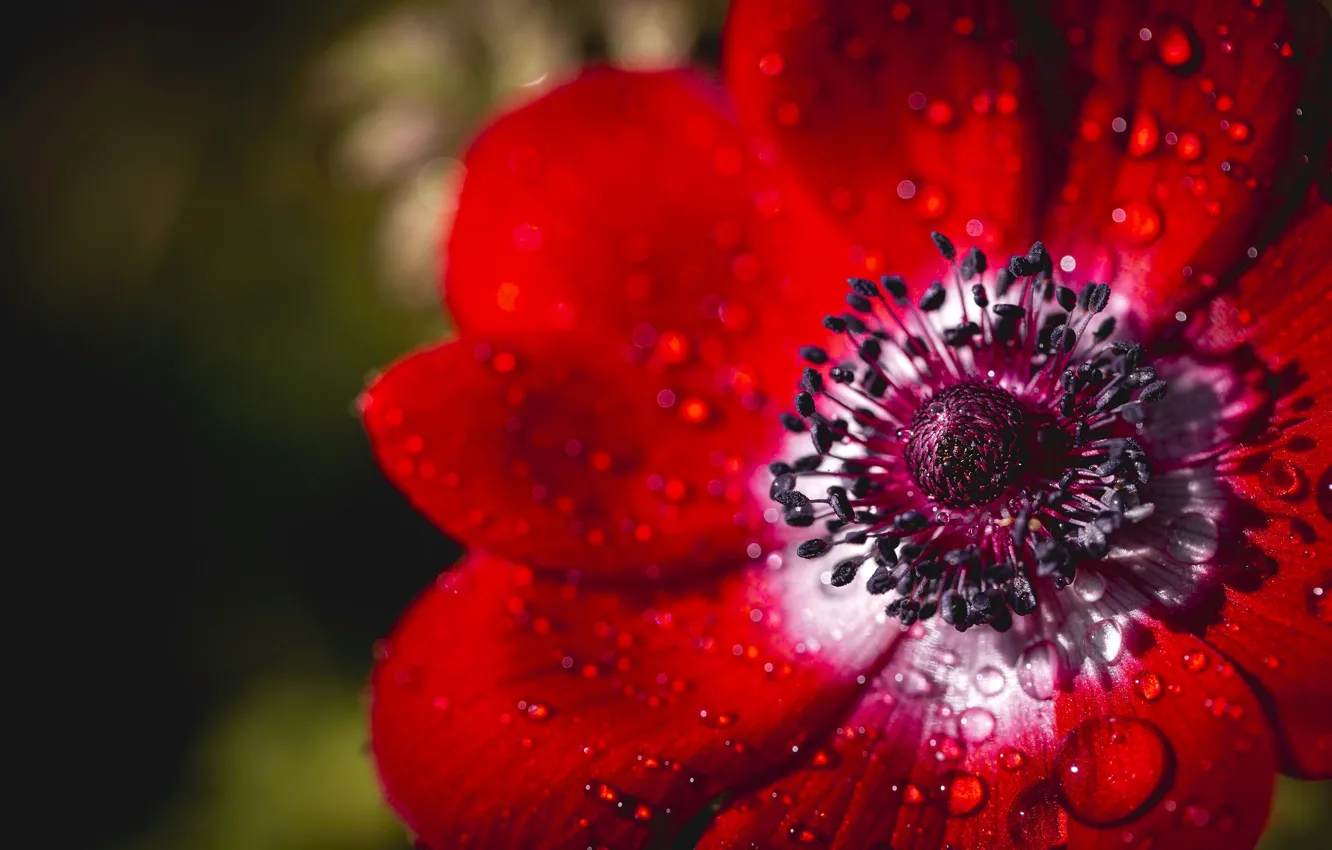 Photo wallpaper drops, macro, light, flowers, red, anemones