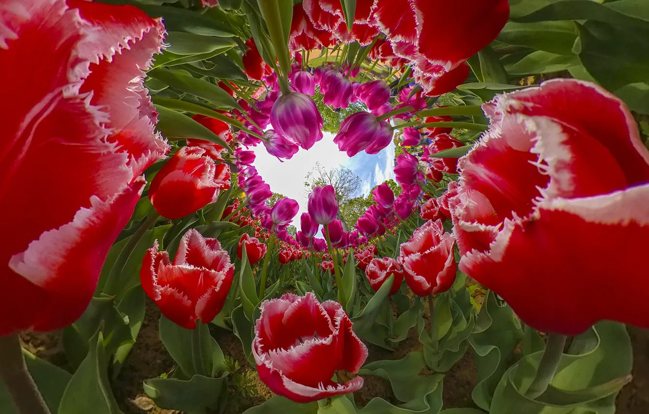 Photo wallpaper leaves, flowers, red, Park, beauty, spring, distortion, garden