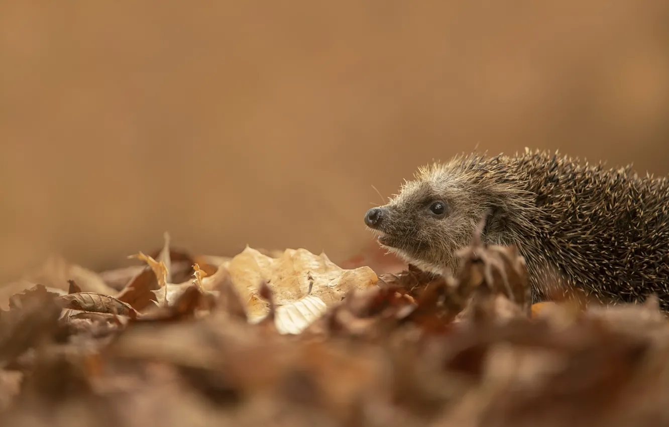 Photo wallpaper autumn, look, nature, background, foliage, muzzle, profile, hedgehog