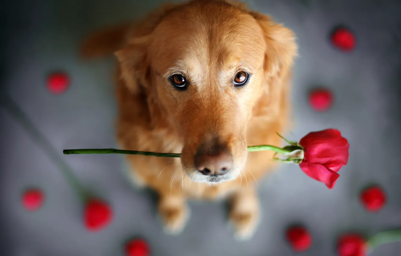 Photo wallpaper flower, look, animal, rose, dog, dog, Retriever