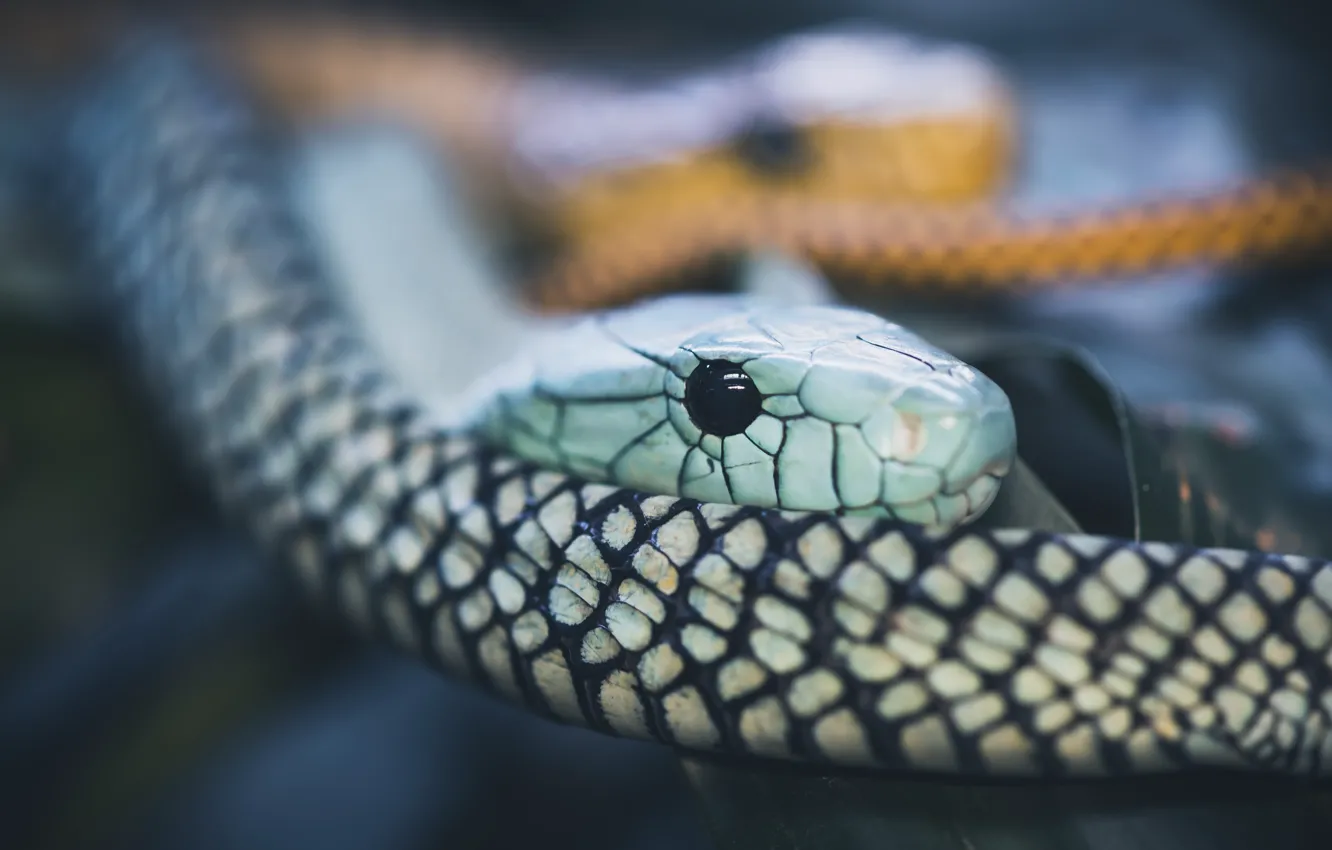 Photo wallpaper nature, background, snake
