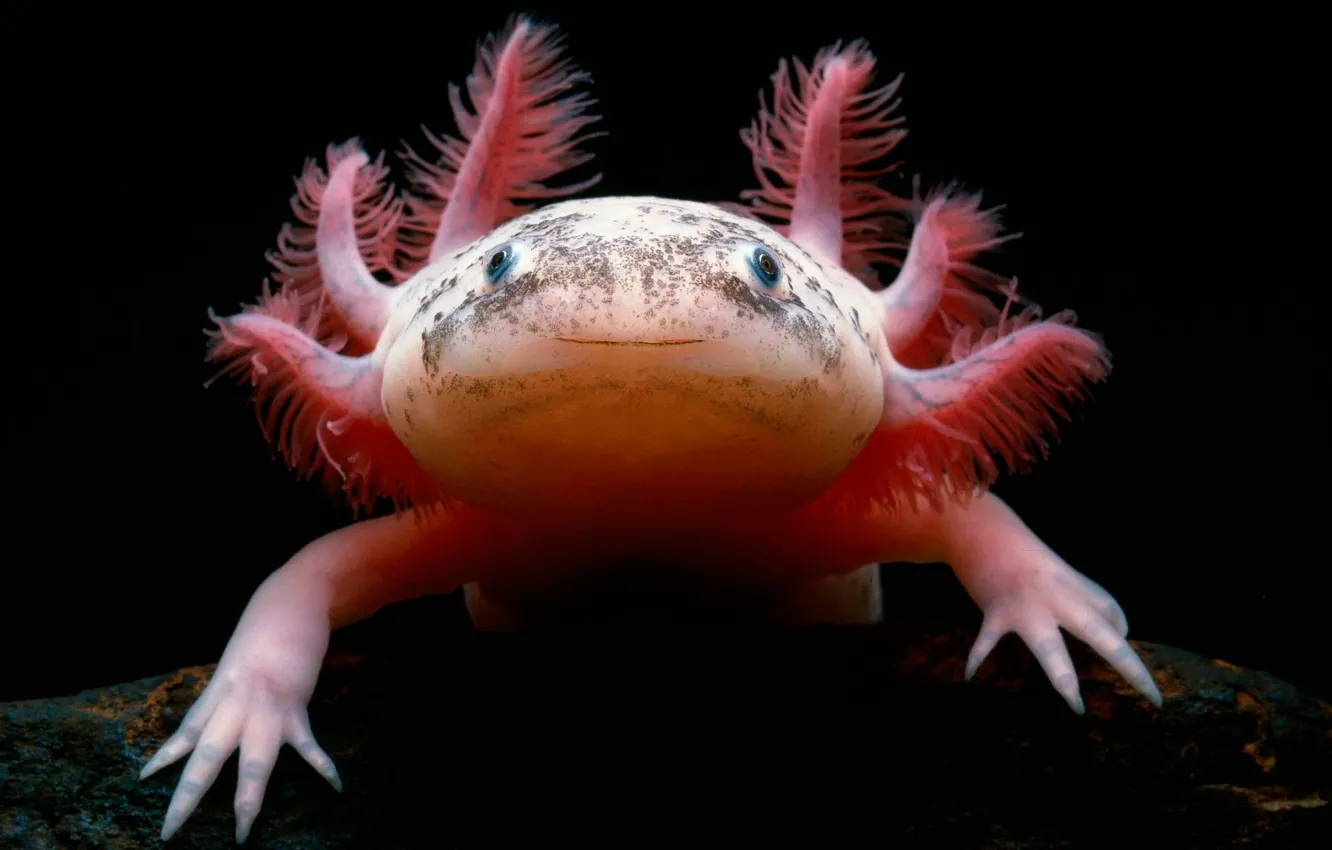 Photo wallpaper Mexican Salamander, The axolotl, Axolotl
