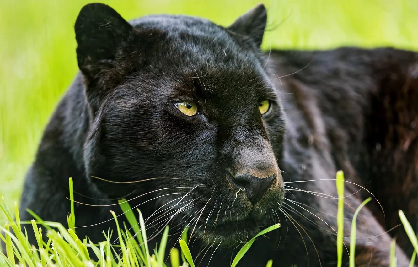 Photo wallpaper cat, face, Panther, black leopard, ©Tambako The Jaguar