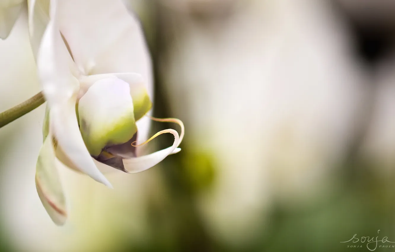 Photo wallpaper summer, flowers, nature