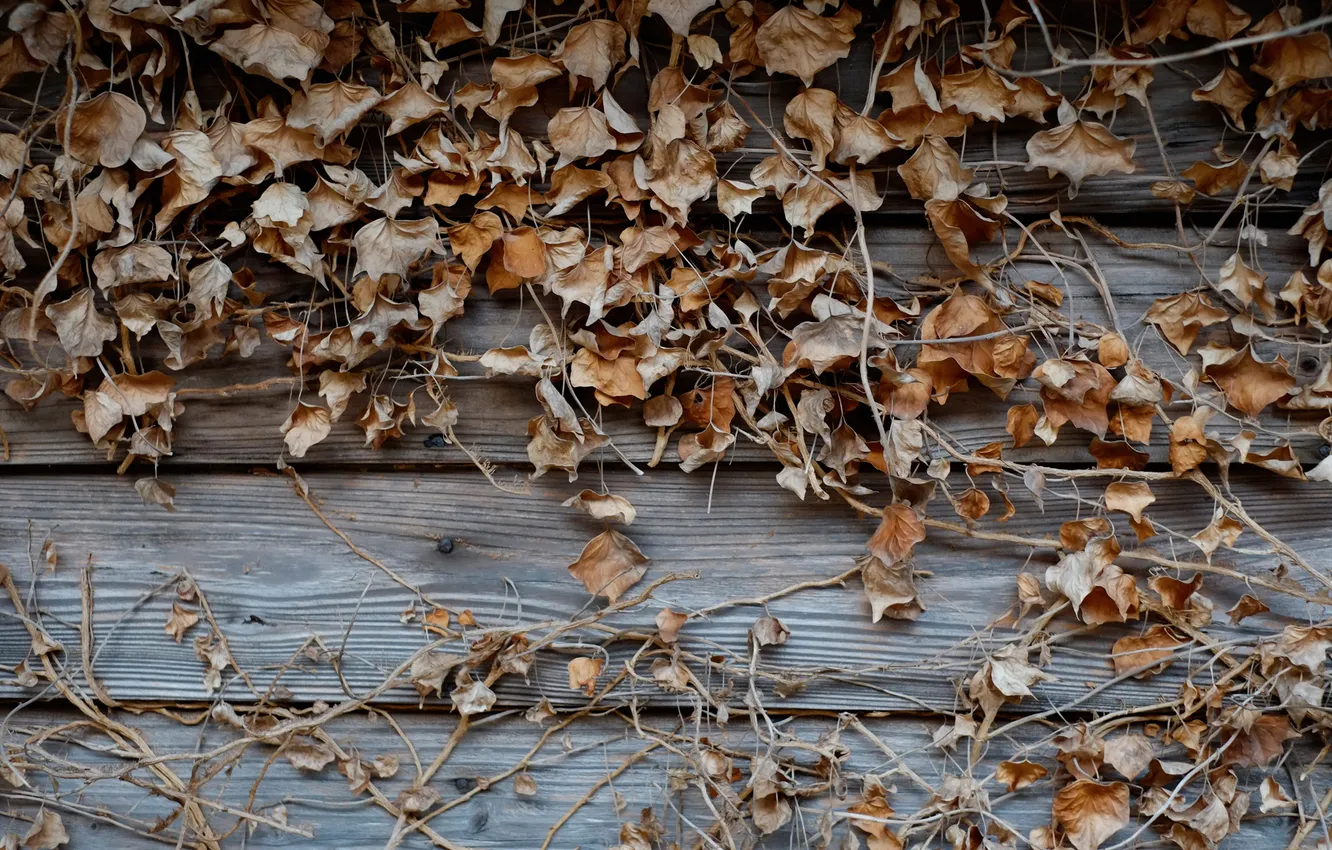 Photo wallpaper autumn, leaves, Board, vines
