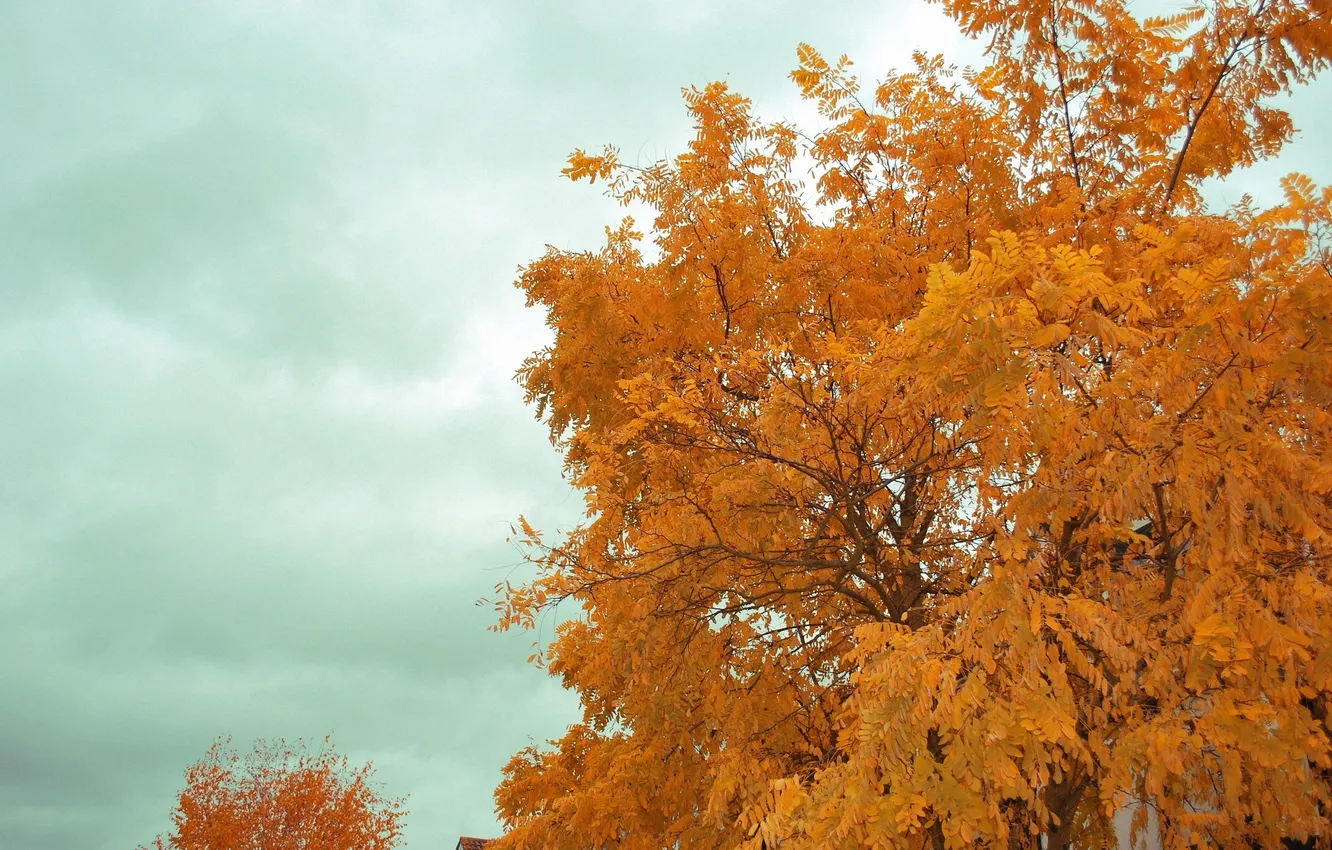 Photo wallpaper autumn, the sky, tree