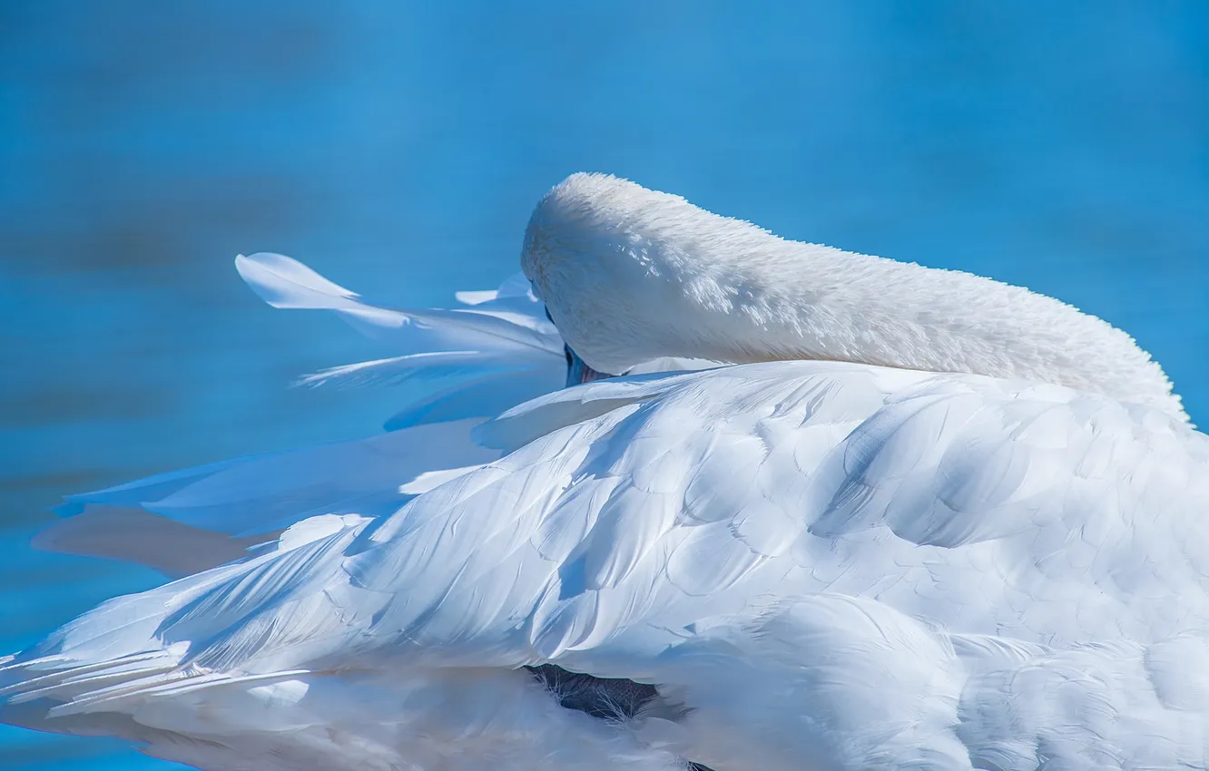 Photo wallpaper water, bird, feathers, swans