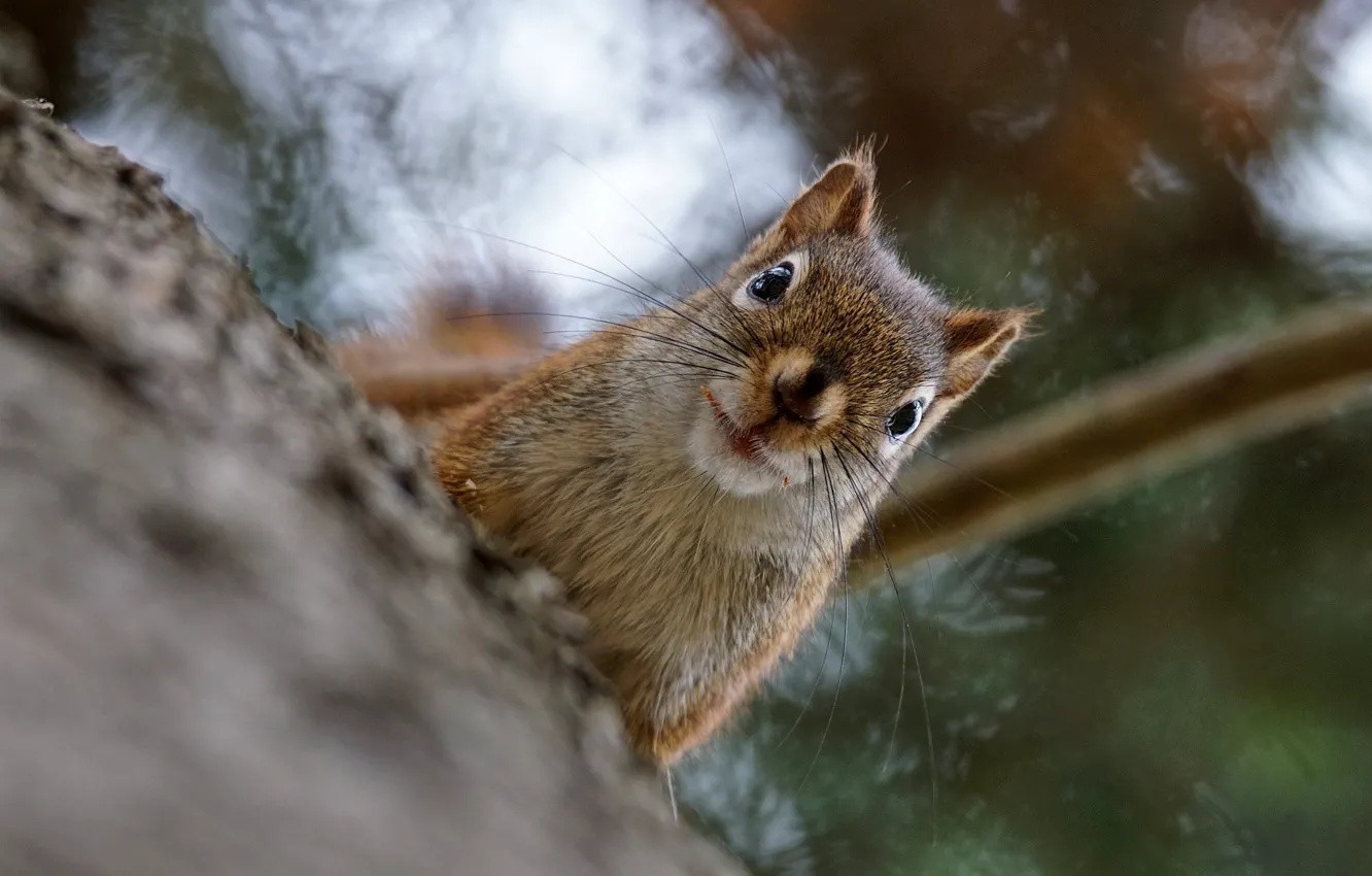 Photo wallpaper look, protein, muzzle, bokeh
