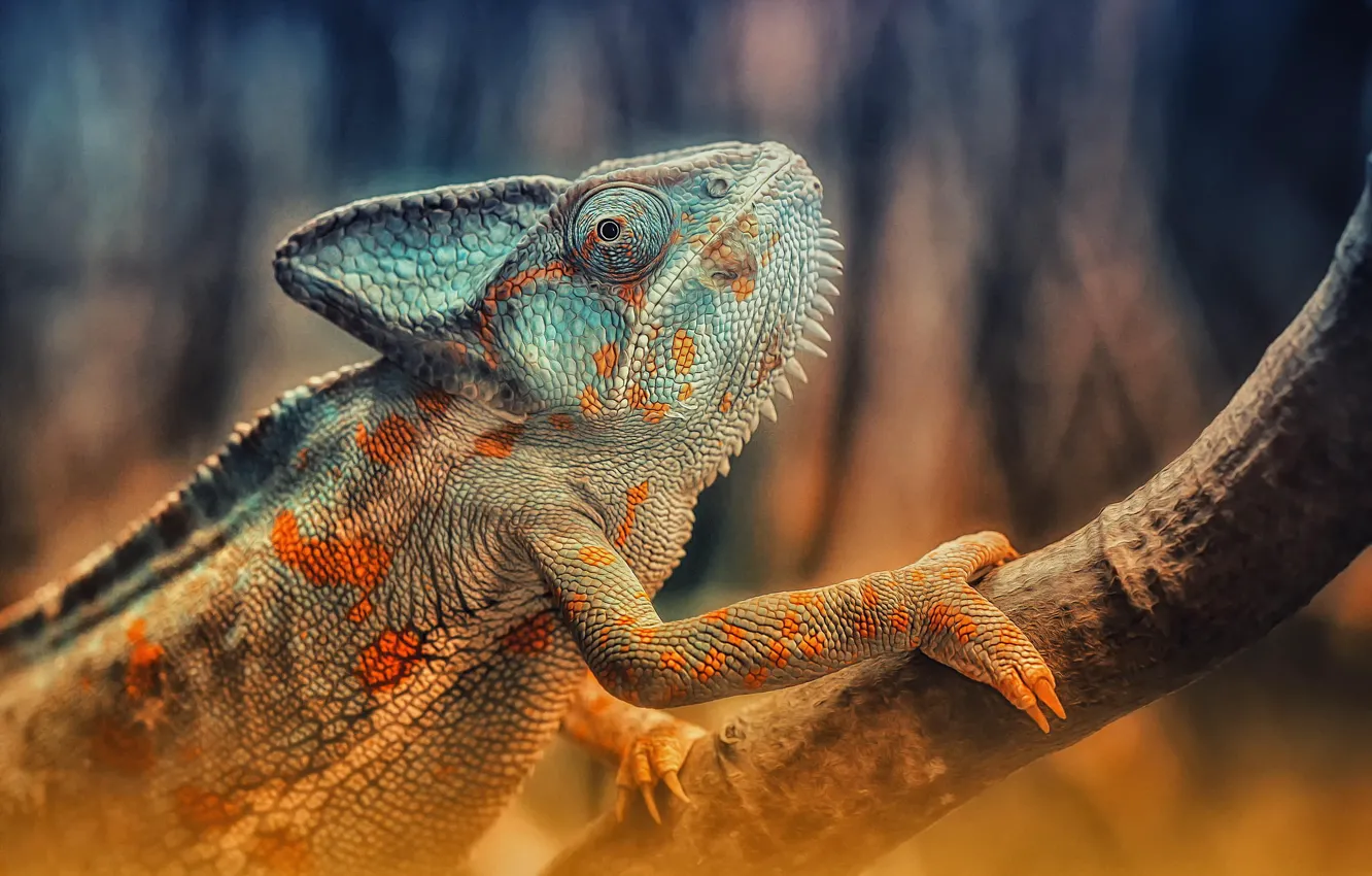 Photo wallpaper chameleon, branch, lizard, color, reptile, reptile, Chameleon