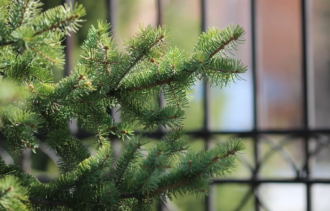 Photo wallpaper needles, branches, background, spruce